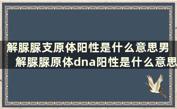 解脲脲支原体阳性是什么意思男 解脲脲原体dna阳性是什么意思